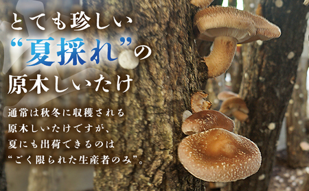 ＜夏季限定 原木生しいたけ（優品） 100g×5パック＞『2026年5月～10月に順次出荷予定』 合計500g 数量限定 期間限定 夏採れ 原木生椎茸 しいたけ シイタケ きのこ 優品 バーベキュー BBQ 料理 国産 愛媛県産 横林自治振興協議会 愛媛県 西予市【冷蔵】 NYJ0007