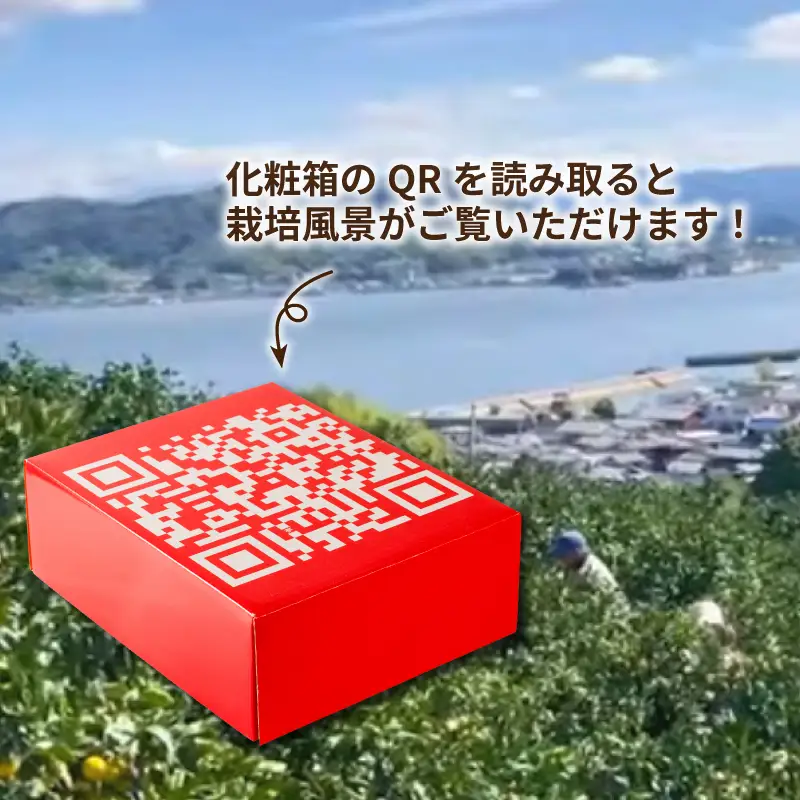 【2026年11月下旬頃から順次発送】 あいか（紅まどんな と同品種） 2kg | みかん ミカン 紅マドンナ 紅まどんな と同品種 蜜柑 アイカ 柑橘 果物 贈答 愛媛のみかん くだもの フルーツ ご家庭用 数量限定  愛媛県産 ミカン 愛果28号 愛媛県 松山市【SSK019】