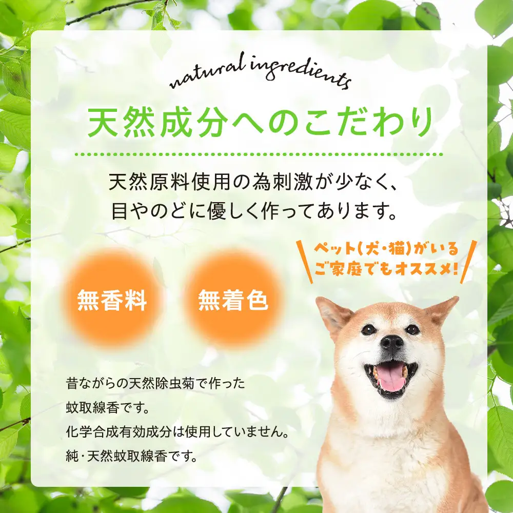 菊の香り かとりせんこう50巻+線香皿付き