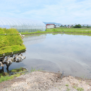 令和7年産 ヒノヒカリ 5kg 白米 宇治 ごはん 白米 お米 米 コメ こめ はくまい 宇治 ごはん ひのひかり 一等品 京都府産 京都 京都府 ふるさと納税米 数量限定