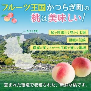桃 和歌山県産 白鳳 11～15玉 秀品 ※2026年6月下旬～発送【mtgn045】