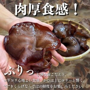 【2026年先行予約】 肉厚 ぷりぷりコリコリ 生きくらげ 500g きくらげ 八ヶ岳山麓育ち 国産 安心安全 農薬不使用 ハウス栽培 食物繊維 信州 送料無料 [7月中旬発送開始] 株式会社レインボー