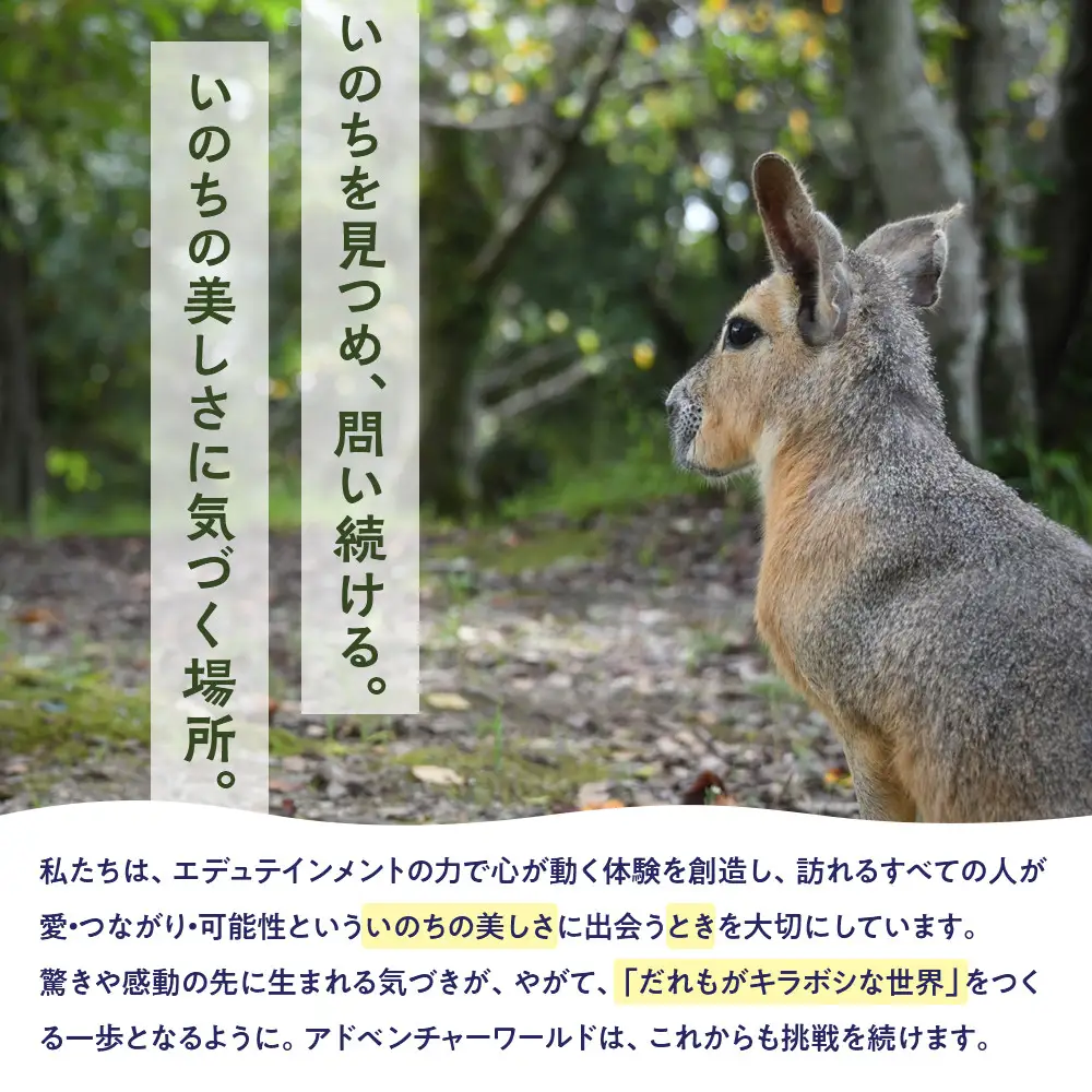 白浜町ふるさと納税 アドベンチャーワールド入園引換券 大人 （18歳上） ペアチケット