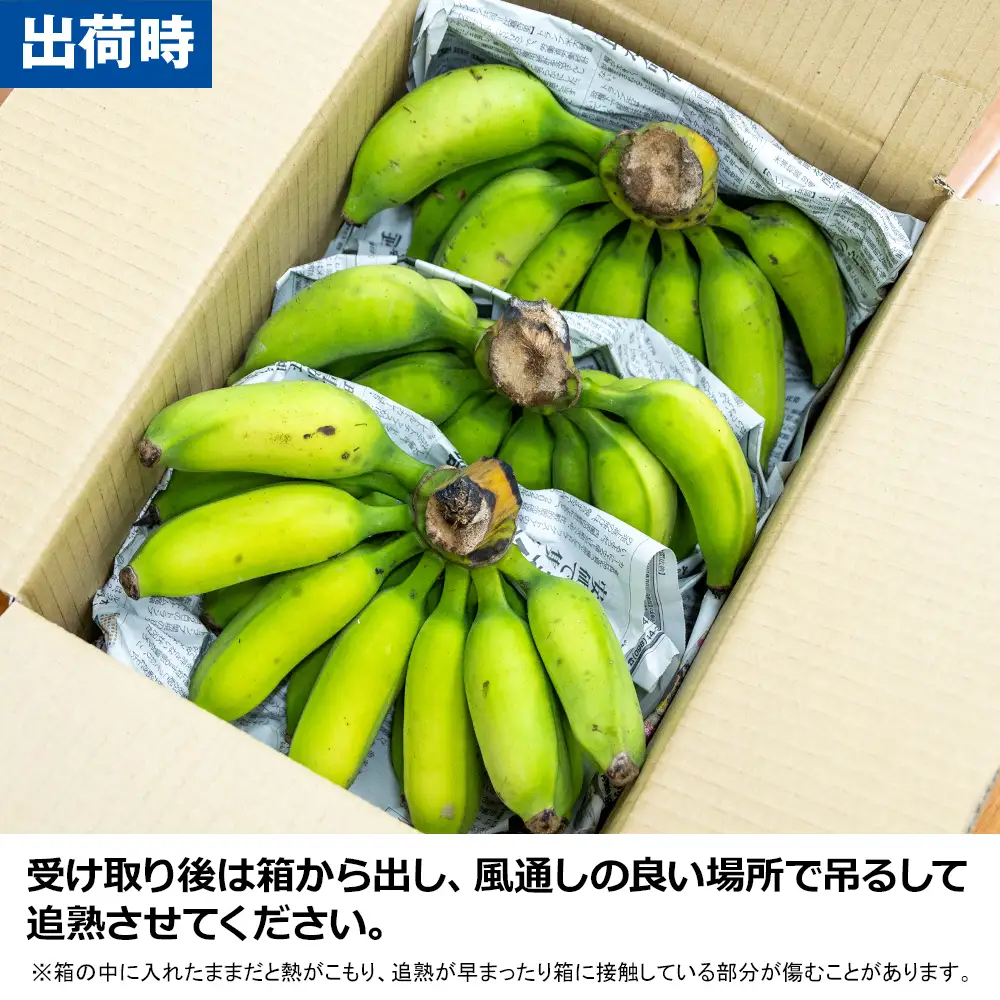 【沖縄本島産】浜ファームの「アップルバナナ」　3kg