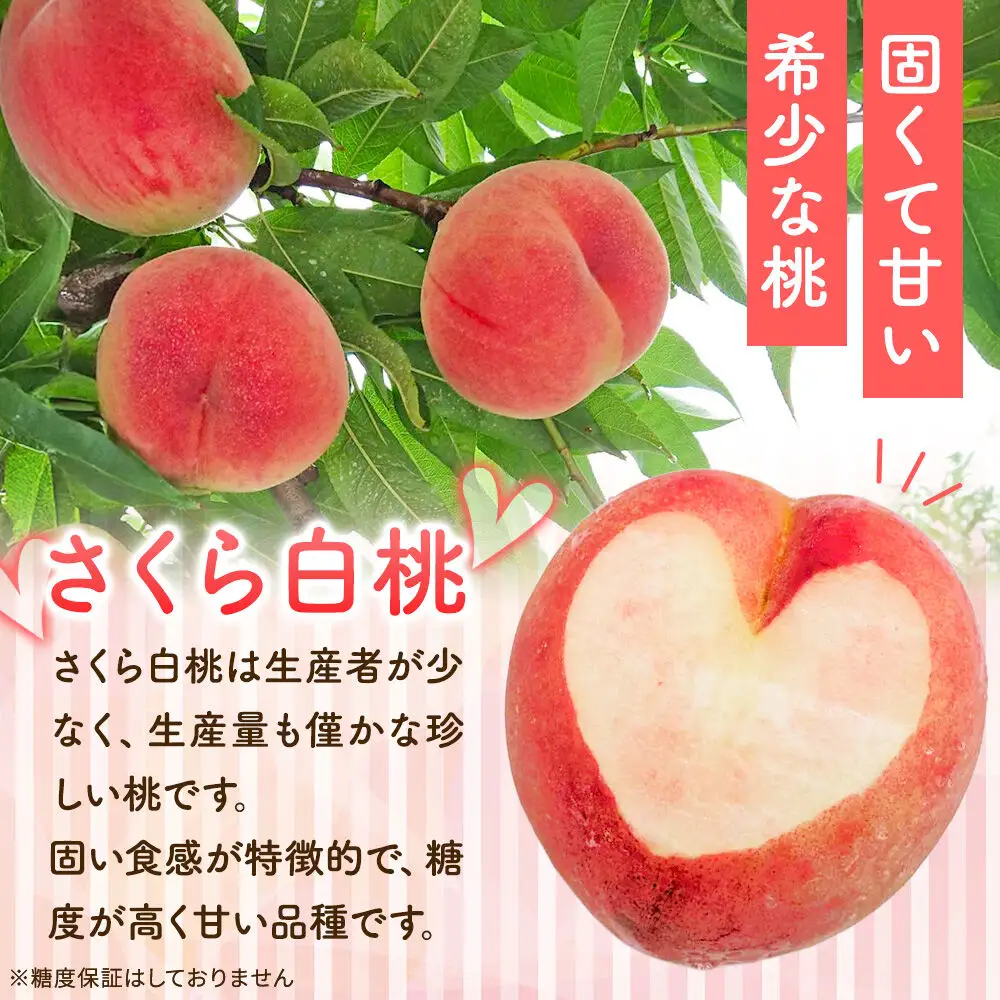 【26年9月発送】もも レア品種 さくら白桃【特選】約2.5kg 6玉～7玉入り
