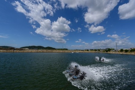 D036 旭水産活き車海老（あいおえび）600g（12～20尾）【養殖】