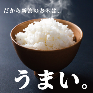米 こしいぶき 20kg 【令和7年産 】 新潟県 新発田市 toushin040_02