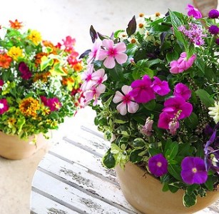 C102 ありきたりな寄せ植えに満足できない方へ [花うるる おまかせ プレミア 寄せ植え] 【テラ】玄関 完成品 お花 ギャザリング オーダーメイド ビオラ ギフト 鉢植え 珍しい 花苗 春 フラワーギフト 誕生日 プレゼント 女性 おしゃれ セット 苗 プランター