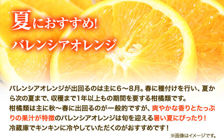 オレンジ【秀品】希少な国産バレンシアオレンジ 約5kg