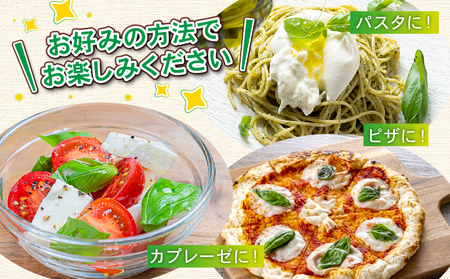 フレッシュ バジル 500g 本城ファーム ハーブ 生バジル ばじる はーぶ 香草 水耕栽培 野菜 やさい 美味しい 新鮮 イタリア料理 イタリアン パスタ ソース ジェノベーゼ マルゲリータ アレンジ いろいろ 農家直送 産地直送 数量限定 国産 愛媛 宇和島 F010-199001