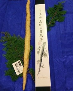 C042 ミライエfarm特級規格品質1本もの1キロ超え特大サイズ　最高級自然薯