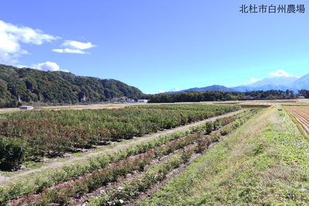 バラ苗鉢植え「マイディア」 [h190]