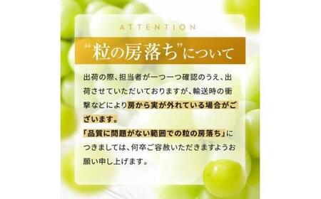 先行予約♪♪シャインマスカット 3房 【9月中旬頃～出荷予定】 
