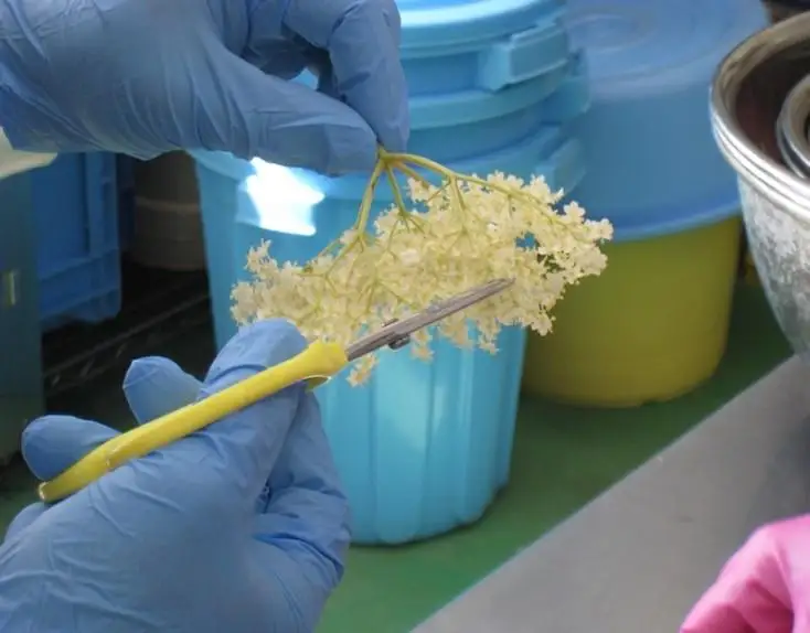 エルダーフラワーコーディアル