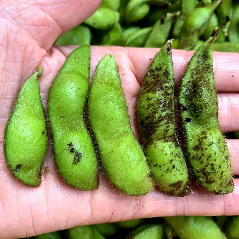 【先行予約／数量限定40】新丹波黒枝豆さや 500g（2026年10月中旬～発送） 枝豆