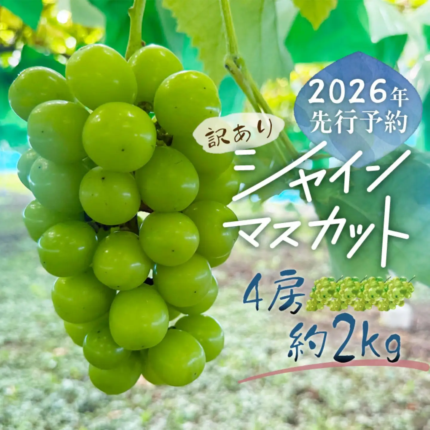 【2026年先行予約】シャインマスカット  3-4房　（約2.0kg）｜シャインマスカット フルーツ