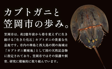 レザー革製 カブトガニ ブローチピン グリーン 　アクセサリー