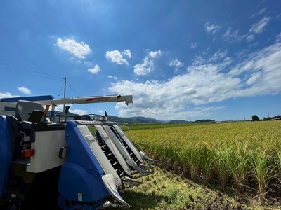 お米 令和7年産 5kg コシヒカリ 特別栽培米  先行予約  【2025年10月以降発送】 精米 米 こめ コメ 白米 ごはん ライス 愛媛 伊予市｜C151