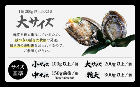【先行予約】天然 黒あわび 計1kg (3～5個) 大サイズ 【2026年7月より順次発送予定】 鮮度抜群 黒あわび [m17-j002_07]