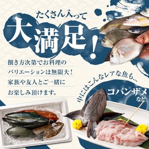 旬の朝獲れ鮮魚詰め合わせ 9月配送※着日指定不可【以布利定置網　漁師直送】【S00818-9】