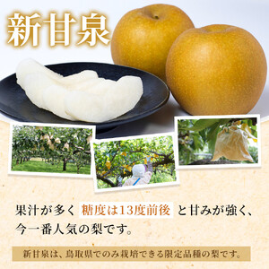 【先行予約】訳あり 数量限定 鳥取県産”新甘泉（しんかんせん） 約5kg （10～18玉）≪2026年9月中旬頃出荷≫|新甘泉