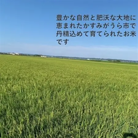 令和7年産　茨城県かすみがうら市産　精米　コシヒカリ　5kg【1662542】