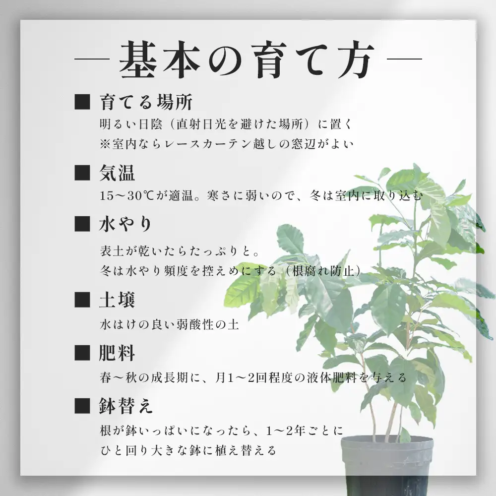 観賞用コーヒー苗木 80cm～100cm アラビカ種 ティピカ DS-2 | 苗木 植物 グリーン 観賞 珈琲豆の木 珈琲 コーヒーの木 観葉植物 鹿児島県 南大隅町 株式会社デラセーラ