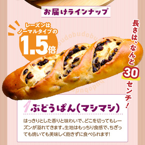 ぶどうぱんマシマシと塩ぱん　堪能セット _ ぶどうぱん 専門店 ぶどぱん 堪能 セット ぶどうぱん 1個 370g前後 塩ぱん × 2個 1個あたり70g前後 レーズン マシマシ しっとり もっちり 食パン生地 トースト 冷凍保存 朝食 昼食 ランチ お取り寄せ 福岡県 久留米市 送料無料  〔Cx243〕
