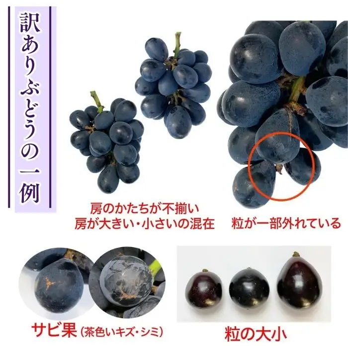 【2026年先行予約】訳あり クイーンルージュ®  約2kg（4~6房）※最低1.8kg以上｜ ぶどう ぶどう