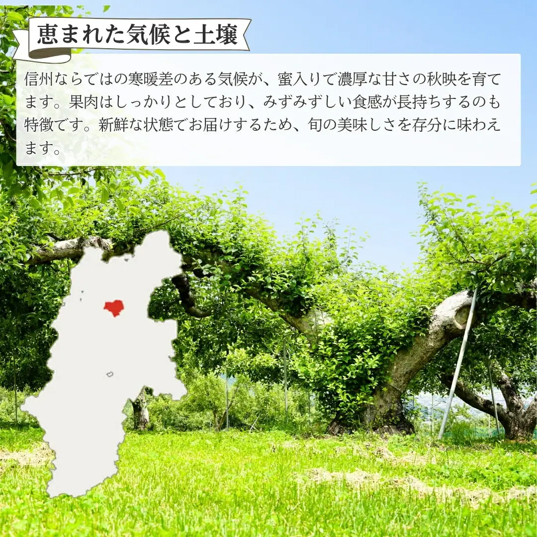 【2026年先行予約】りんご 秋映 約3kg| りんご