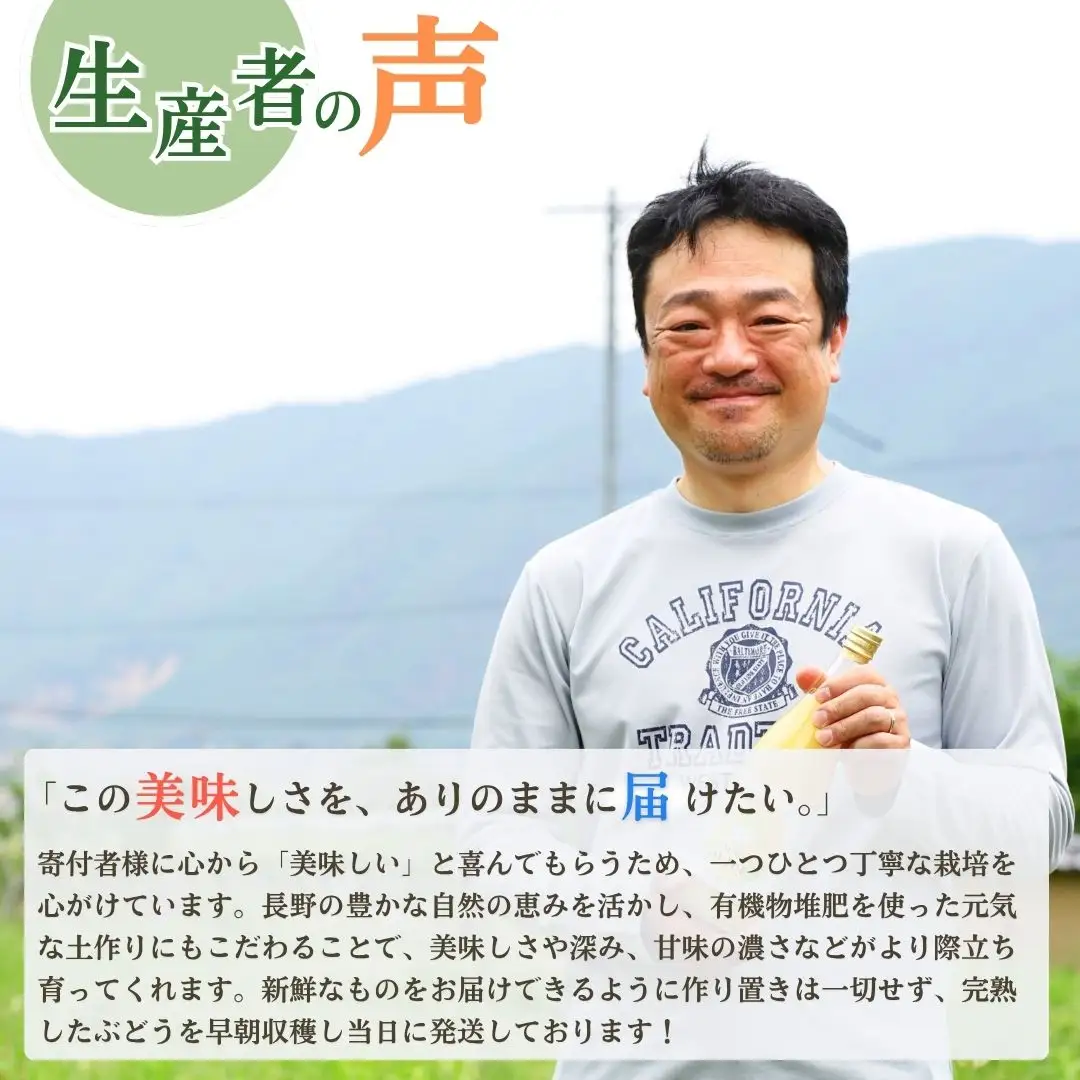 【2026年先行予約】ぶどう 富士の輝 約1~1.5kg（2房）｜ ぶどう