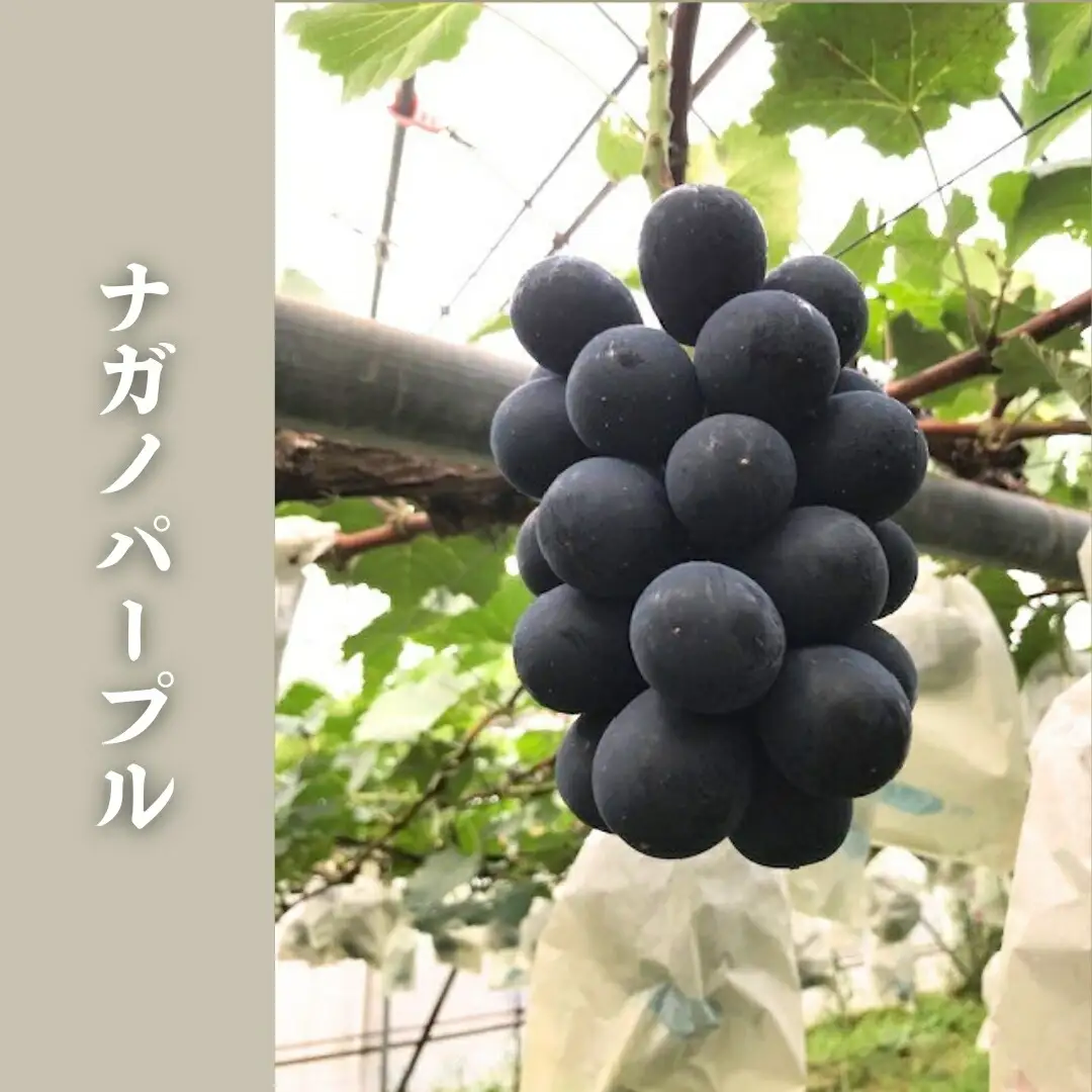 【2026年先行予約】ぶどう 3色セット(シャインマスカット/ナガノパープル/クイーンルージュ®) 約1.5kg｜ ぶどう