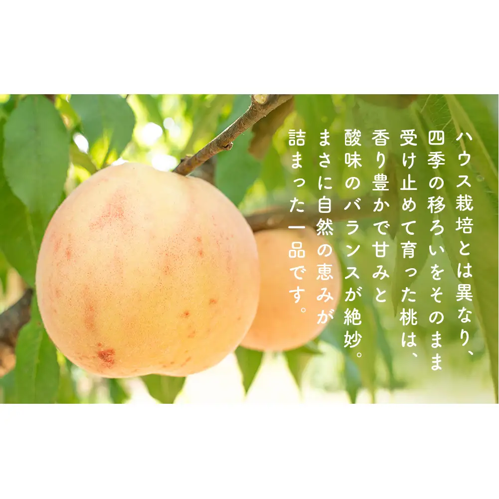 【先行受付】 富山県産 桃 11個 ＜2026年8月以降順次発送＞ ｜ 桃 先行予約