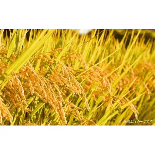 令和7年産　コシヒカリ　精米　5kg ／ 米 こめ コメ お米 ごはん コシヒカリ 精米 白米 5kg ちばエコ ちばエコ農産物 産地直送