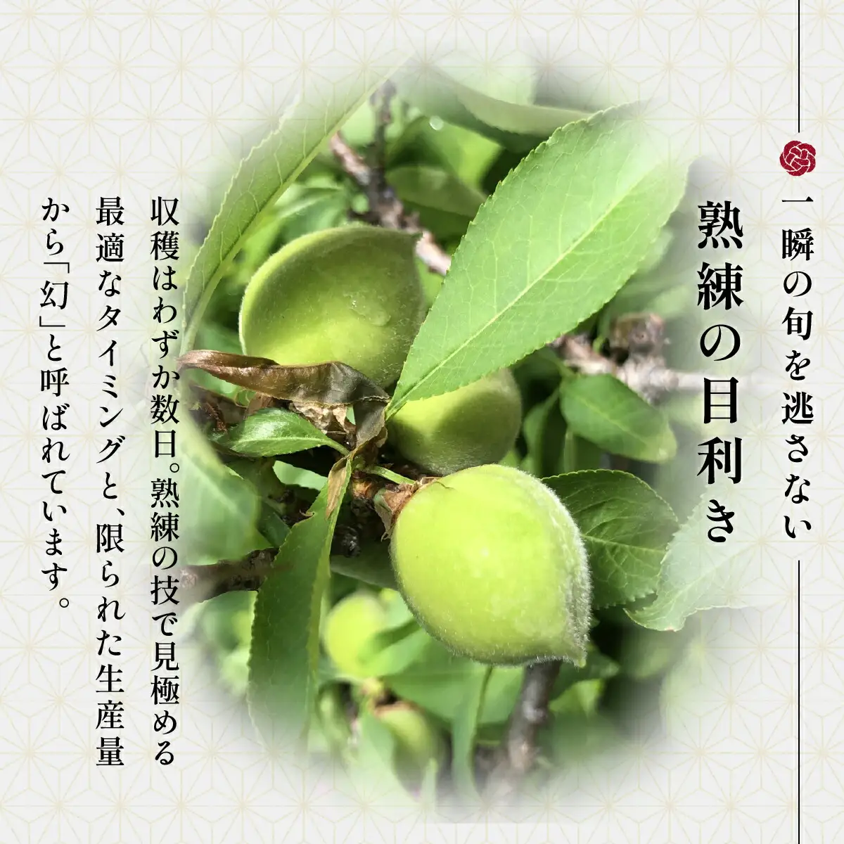 【京遊膳 花みやこ】幻の翡翠桃っ子 若桃のシロップづけ3個入【配送不可地域：離島】【1663107】