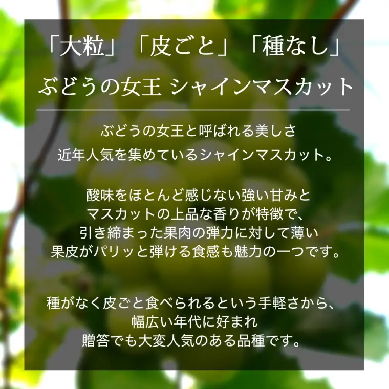 【2026年先行予約】ぶどう 2種 食べ比べ セット 約1kg (各1房) AR033 ぶどう