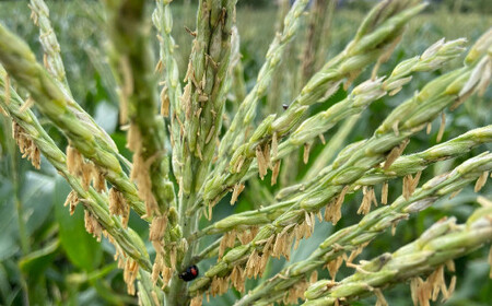 【先行受付】 とうもろこし ピュアホワイト 約4kg （11～16本） トウモロコシ 白いとうもろこし 白いスイートコーン コーン 野菜 【2026年6月上旬から6月下旬発送予定】