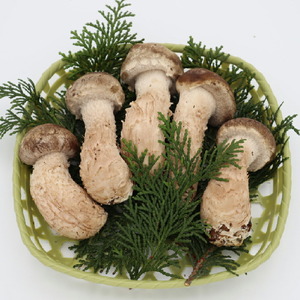 松きのこ籠盛り 180g 松茸そっくりの姿にほのかな香りとシャキシャキ食感 きのこ キノコ 松茸 マツタケ 椎茸 グルメ 特産品 天ぷら 国産 世羅 A003-01