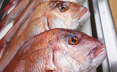 【お中元対象】鯛のあら炊き 田舎炊き 1人前約200g×6食 糸島市 / 塚本鮮魚店 惣菜 煮魚 [ARO005]