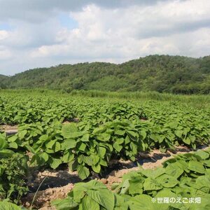 有機 高原のえごま油 毎日習慣 健康食品 健康対策 エゴマ オイル 世羅 A047-01