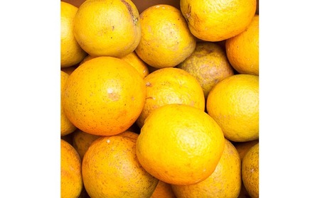 家庭用 バレンシアオレンジ1kg+250g（傷み補償分） | オレンジ 果物