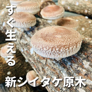 すぐ生える しいたけ 栽培用 原木 ホダ木 2本 セット 椎茸栽培 しいたけ栽培キット しいたけ栽培セット 栽培 栽培キット 栽培セット 淡路島 洲本市　お届け：11月上旬～2月末まで