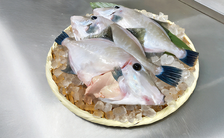 活じめ ウマヅラハギ 2～3尾 1kg セット 詰め合わせ 淡路島由良産 下処理済み 魚 鮮魚 魚介 魚介類 海鮮 海鮮セット 冷蔵 洲本市　お届け：2026年12月初旬～2027年4月下旬