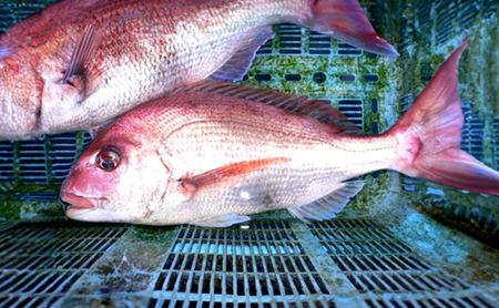 由良漁港 水揚げ 鮮魚 詰め合わせ セット 5～10匹 魚 貝 魚介 魚介類 魚介セット 海鮮 海鮮セット 海の幸 おかず 朝食 淡路島 洲本市