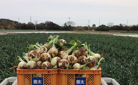 淡路島産玉ねぎ 7kg サイズ色々 野菜 淡路島産 玉ねぎ 玉葱 善太 兵庫県 洲本市 淡路島
