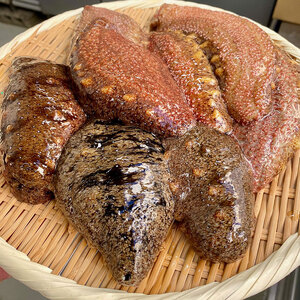 活 赤なまこ 2～7個 1kg セット 詰め合わせ 淡路島産 最高級 ナマコ 生食用 生食 魚介 魚介類 海鮮 海鮮セット 冷蔵 淡路島 洲本市　お届け：1月初旬～3月末