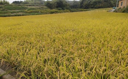 とみた農園 ヒノヒカリ 5kg 米 白米 精米 こめ お米 コメ ひのひかり5キロ ひのひかり 5キロ 米5キロ 淡路島産 洲本市　お届け：11月初旬より発送開始