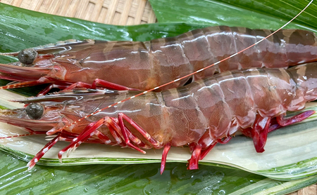 先行予約 淡路島産 天然 真鯛 ＆ 足赤エビ セット 鯛 タイ 海老 エビ 天然真鯛 天然赤海老 天然海老 魚 魚介 海鮮 海の幸 淡路島 洲本市　お届け：2026年11月上旬～2026年12月下旬まで
