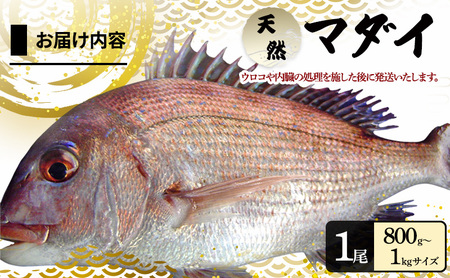 天然 真鯛 1尾 ウロコ内臓処理済み 鯛 タイ 活〆真鯛 刺身 焼魚 焼き魚 魚 生魚 新鮮 魚介 魚介類 冷蔵 淡路島 洲本市