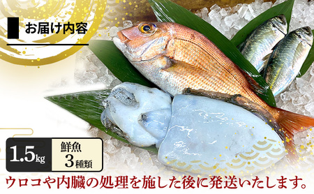 淡路島由良港の朝獲れ 鮮魚セット プレミアム 2人前 魚 鮮魚 魚介 魚介類 海鮮 新鮮 セット 詰め合わせ 淡路島 洲本市
